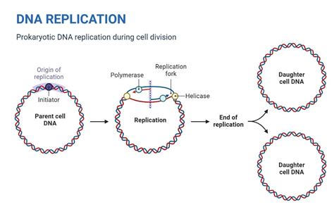 Image result for DNA Cell Replication