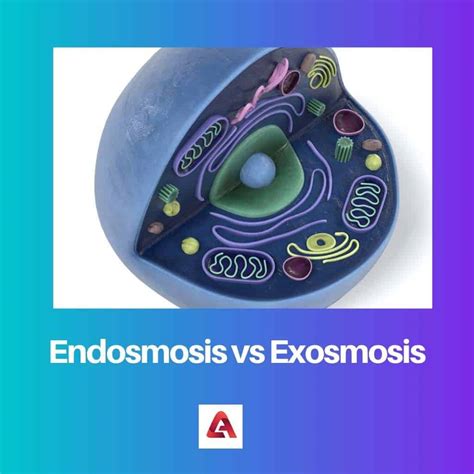 Endosmosis vs Exosmosis: Difference and Comparison