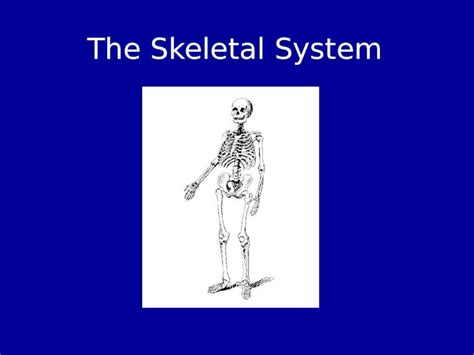 Skeletal System Functions 的图像结果