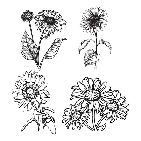 Bäume Silhouetten Wald- und Parkkiefern Tannen und Fichten Nadel- und ...