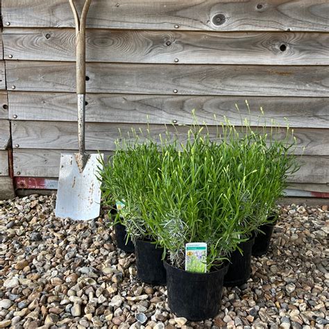Lavender Munstead - Greenhill Plants