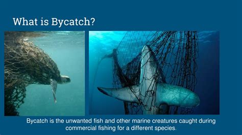 PPT - Catadromous Fish PowerPoint Presentation, free download - ID:274796