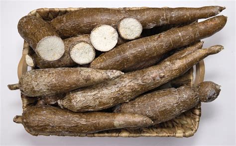 Yucca Root Free Stock Photo - Public Domain Pictures
