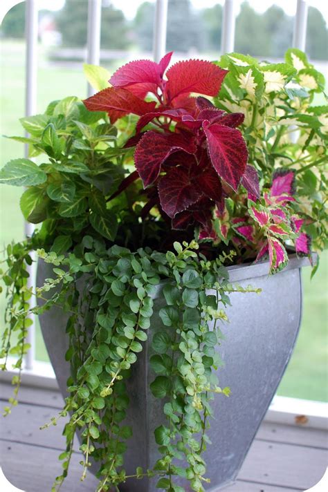Container Garden Ideas Shade at Ronnie Anderson blog
