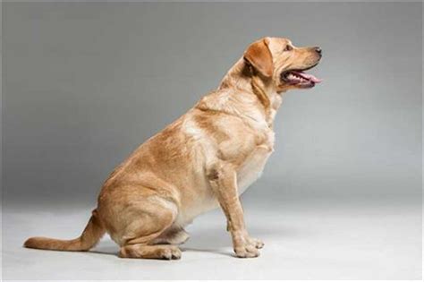 Online Pet Store for Dog Essential Accessories & Food | ALCAZAR