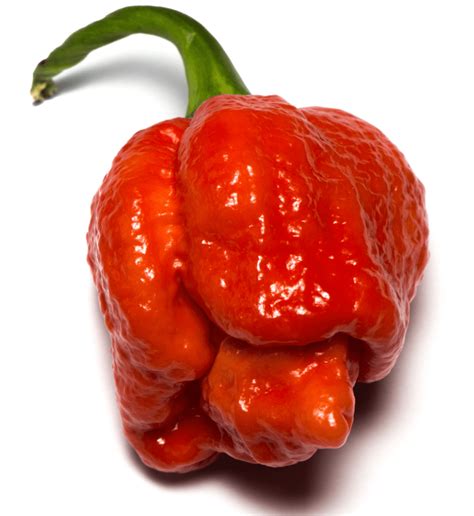 Trinidad Moruga Scorpion chilli seeds | Herbs and Spices