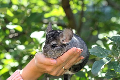 Are Chinchillas Considered A Low Maintenance Pet? - Chinchilla Palace