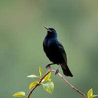 Image result for Spring Sound Effect Download