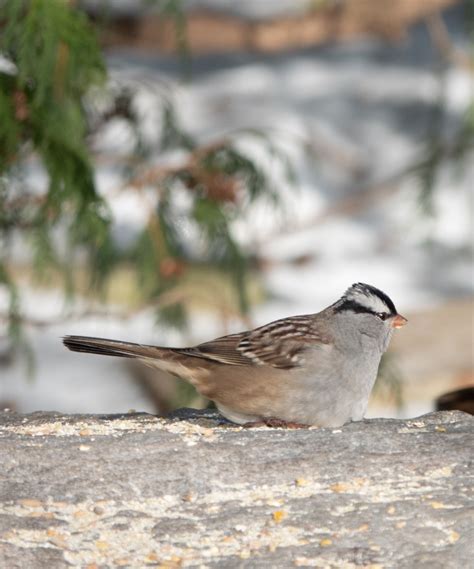 Image result for Sparrow Identification Guide