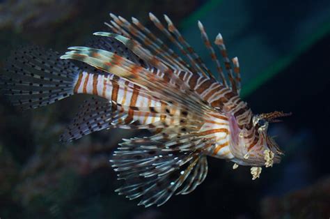 Image result for Fish Imafe for Python Code
