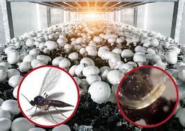 BTi for control of Sciarid Flies and Fungus Gnats in Button Mushroom ...