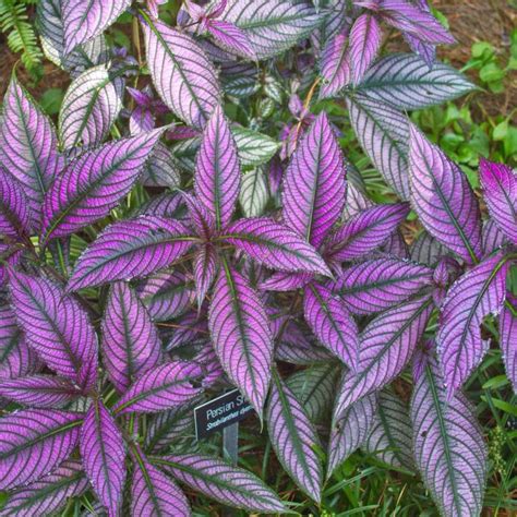 Purple Indoor Plants