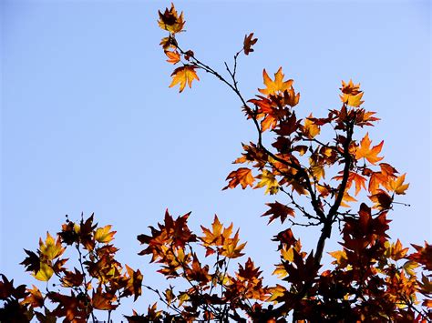 Chinar Leaf | 100+ Kashmiri Chinar Leaf Images | Chinar Tree Leaves