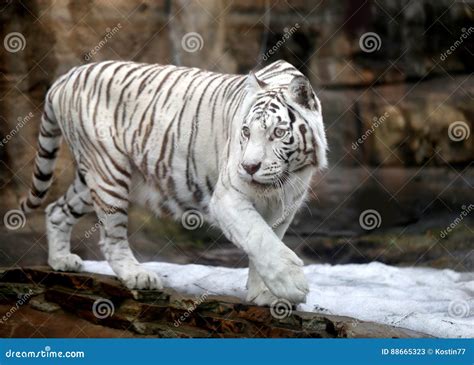 Amur white tiger stock image. Image of beautiful, eyes - 88665323