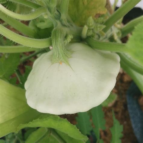 Patisson Blanc / French Pumpkin 'Custard White' (Cucurbita pepo) seeds