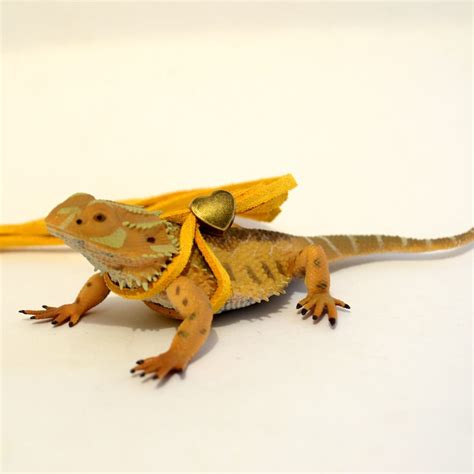 Buy Bearded Dragon Leash Reptile Adjustable Leash Iguana Leash Online ...
