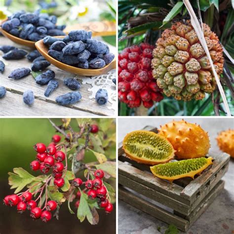 29 Fruits That Start With H (#23 is otherworldly!)