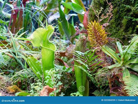 Carnivorous Plant Sarracenia Purpurea (American Pitcher Plant). Stock ...