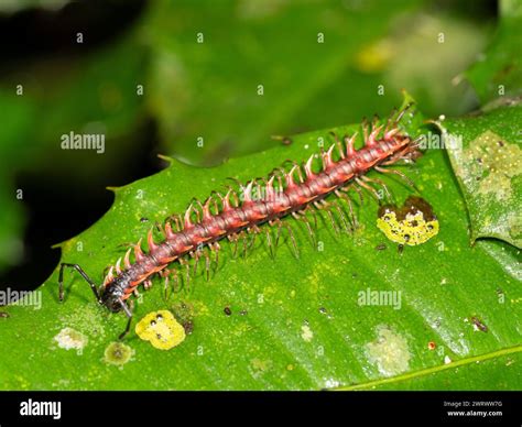 Shocking Pink Dragon Millipede (Desmoxytes purpurosea) also known as ...