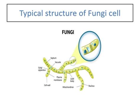 Fungi Cell Structure 的图像结果