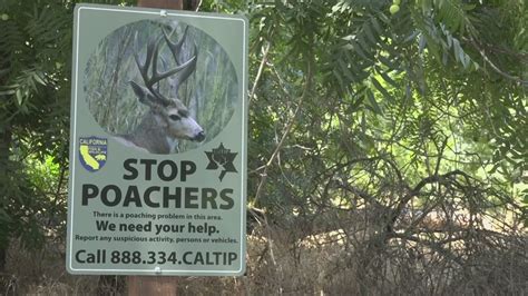 Poachers sought after deer killed along American River Parkway | abc10.com