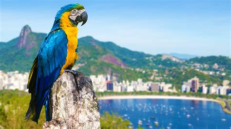 Blue and yellow macaw parrot in Rio de Janeiro, Brazil | Windows Spotlight Images