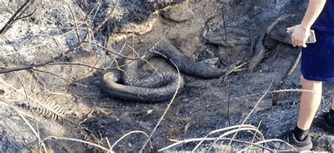 广西突发山火！燃烧超6小时！60斤巨蟒被活活烧死！！_蟒蛇
