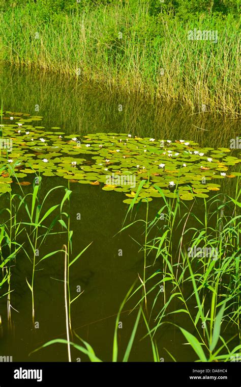 Pond 的图像结果