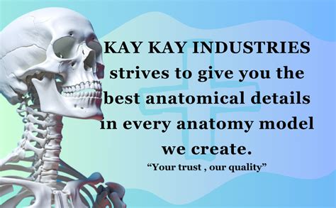 KKI 45cm Tall Adult Human Spine with Vertebrae Herniation Disc ...