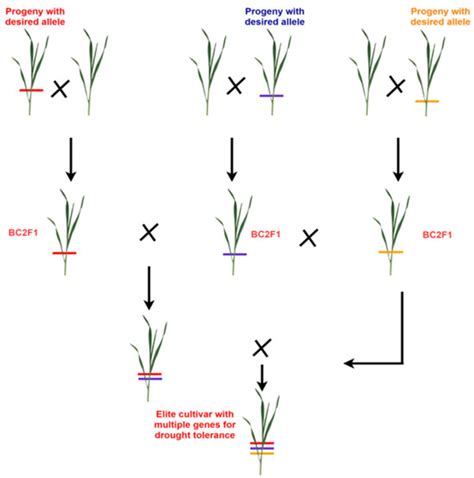 Wheat Drought Tolerance: Unveiling a Synergistic Future with ...
