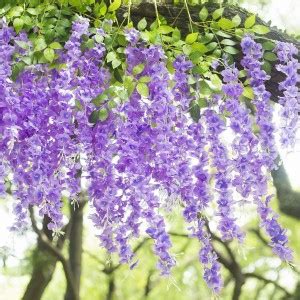 Devnidhi agri products Artificial Wisteria Vine Hanging Garland For ...