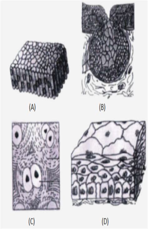 The four sketches (A, B, C and D) given below represent four different ...