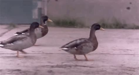 Image result for Super 8 Camera Raspberry Pi