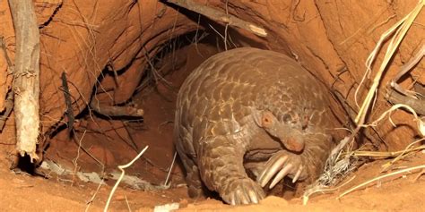 Dig Animals 的图像结果