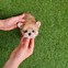 Image result for Small Teacup Dog Breeds