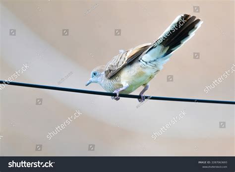 Streptopelia Chinensiscolumbidaespotted-necked Dove Spotted Dove Lace ...
