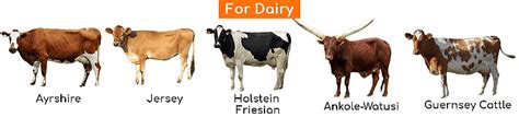Livestock Class 4 Notes SST Free PDF
