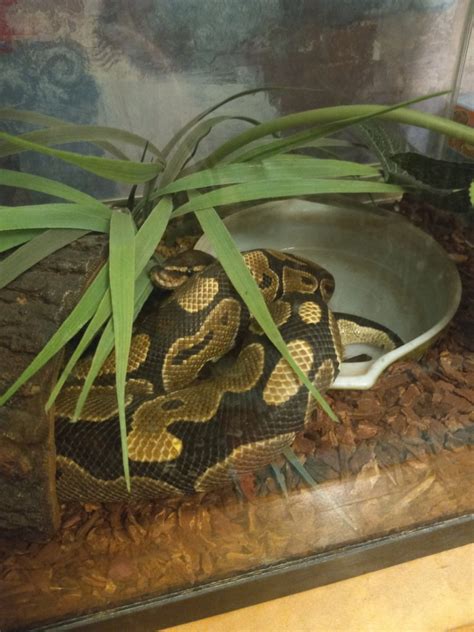 Wicked Wicked Reptiles Ball Python 的图像结果