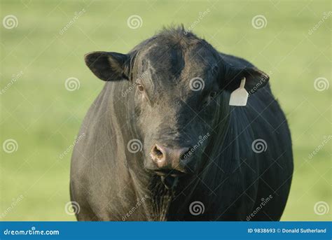 Black Angus bull stock image. Image of breading, cattle - 9838693