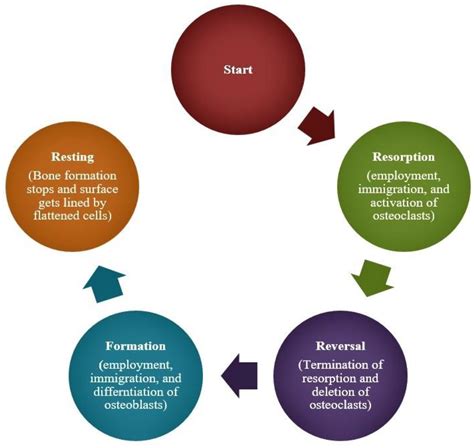 The Impact of Tick-Borne Diseases on the Bone