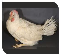 Disease Control And Management