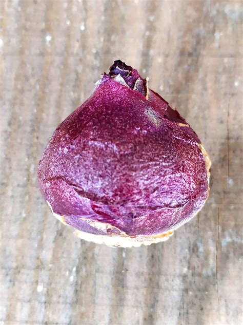 How to plant hyacinths (Hyacinthus orientalis) - Dear Plants