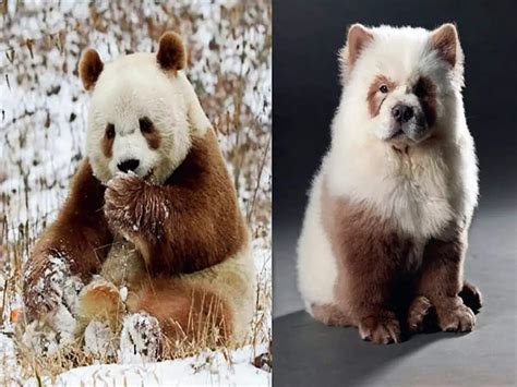 Is it a panda? Is it a pup? World’s rarest, precious dog arrives in city