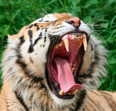 Image result for How to Pandiculate