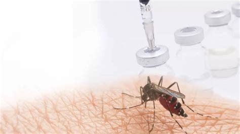 Rift Valley Fever kills 18 in Senegal: What are the symptoms and who is ...