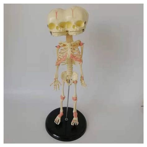 Buy 3 Eyes Baby Skeleton Model of Human Child Skeleton Replica Medica ...