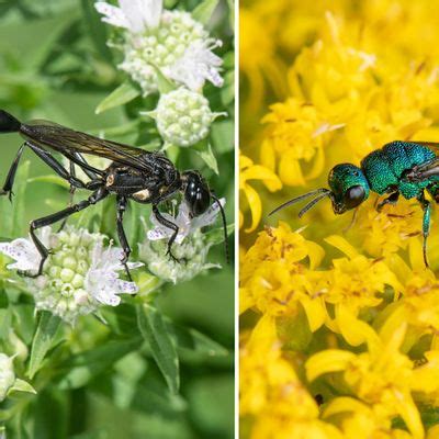 Native Predatory Wasps: Their Role as Pollinators and Beneficial ...