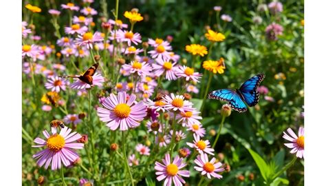 Creating a Butterfly and Bee Habitat in Sarjapur – Idyl
