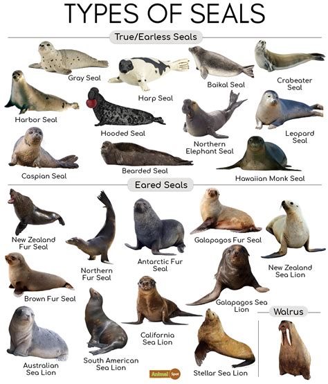 Ribbon Seal - Facts, Size, Diet, Habitat, Adaptations & Pictures