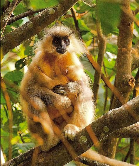 Adorable Mother and Baby Golden Langur Monkey